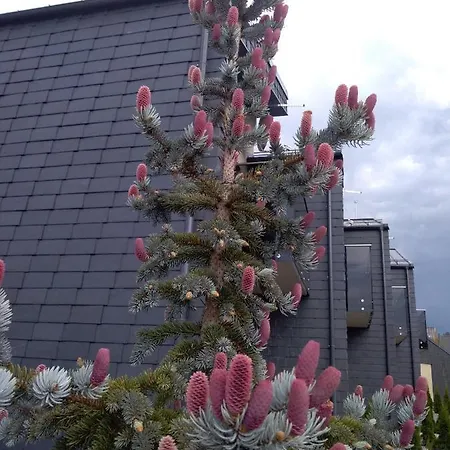 Nikolas Apartamentai - Birstono 7 * Ντρουσκινινκάι