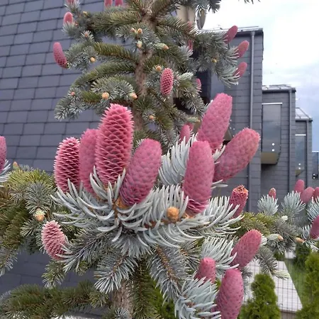 Nikolas Apartamentai - Birstono 7 * Druskininkai