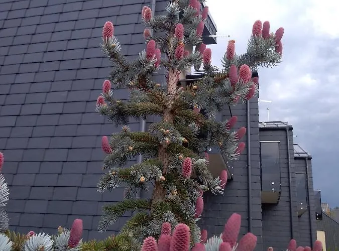 Nikolas Apartamentai - Birstono 7 * Druskieniki