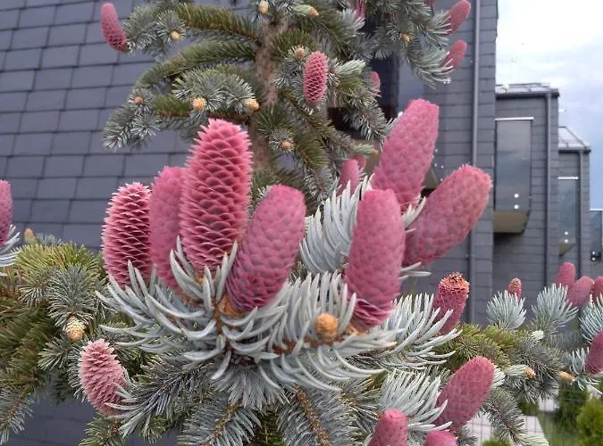 Nikolas Apartamentai - Birstono 7 * Druskieniki